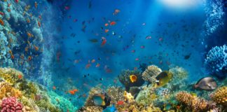 Réchauffement Climatique : l’Océan, le grand oublié