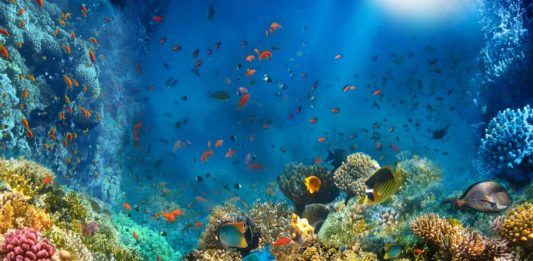 Réchauffement Climatique : l’Océan, le grand oublié