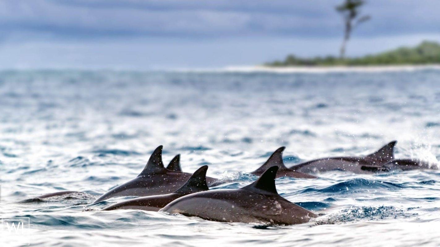 S.Y SEA PEARL   Schooner SCS 35M Exterior 10