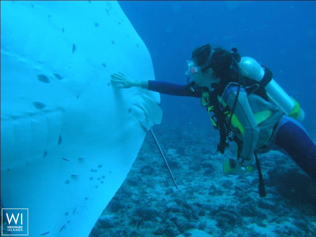 S.Y SEA PEARL   Schooner SCS 35M Exterior 13