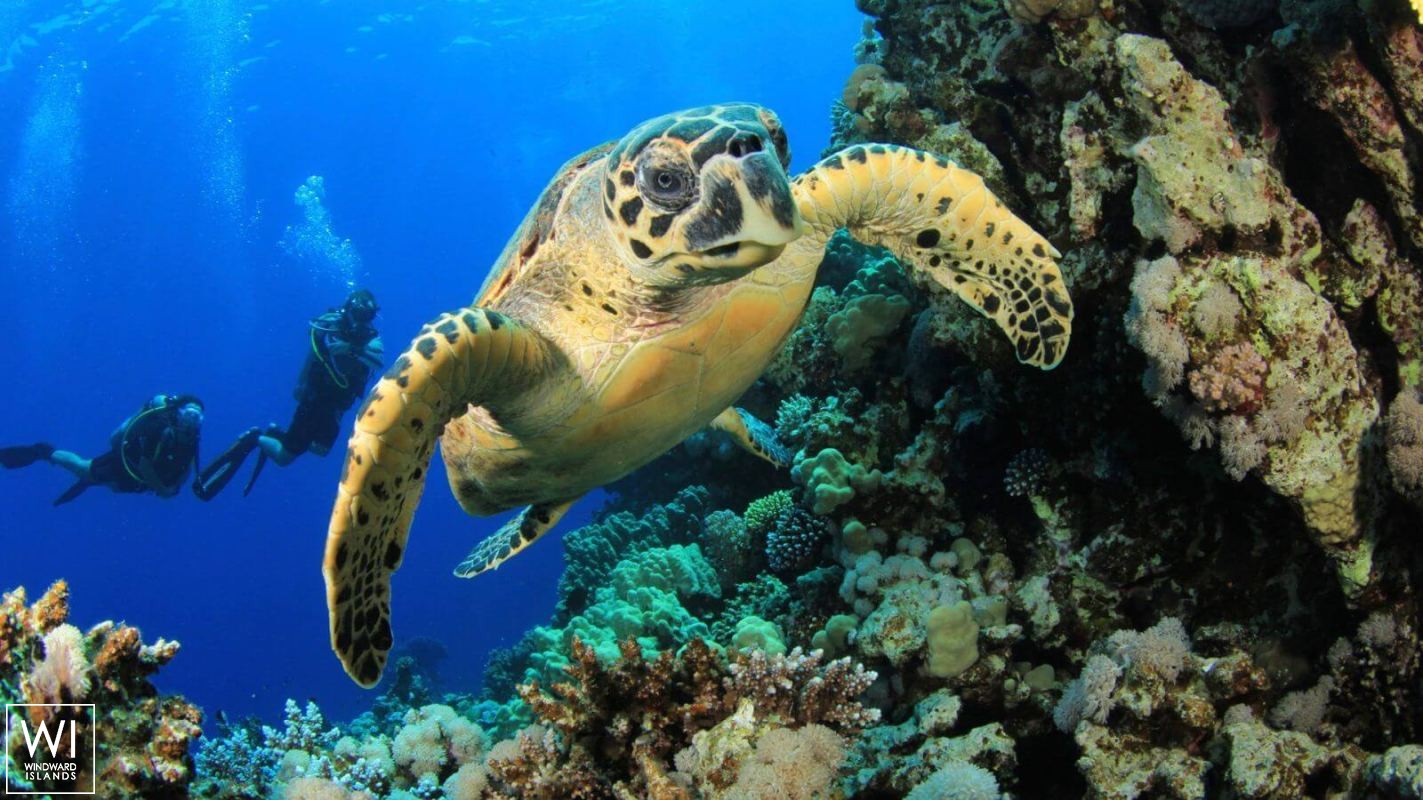 SCUBA SPA   Motoryacht 50M Interior 13