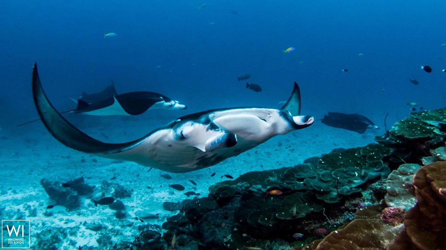 SCUBA SPA   Motoryacht 50M Interior 18