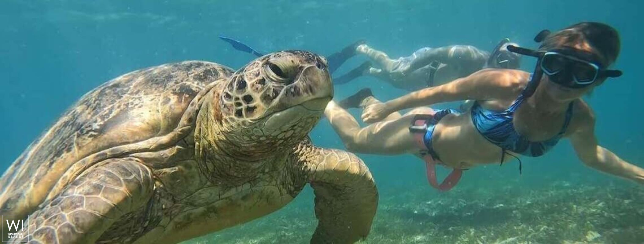 Liquid Coconut  Robertson & Caines Leopard  45 Exterior 4