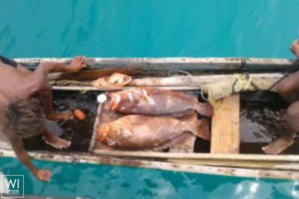 NIKITA  Fountaine Pajot Bahia 46 Exterior 6