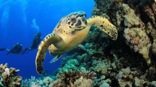 Custom Motoryacht 50M 12