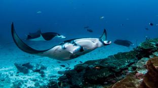 Custom Motoryacht 50M 17