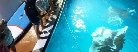 Custom Honors Legacy 33m 17