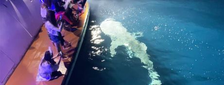 Custom Honors Legacy 33m 18