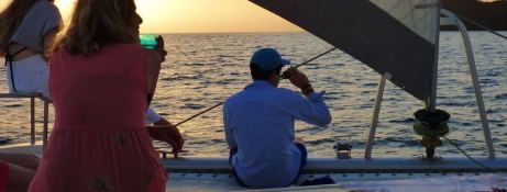 Robertson & Caines Leopard  444 8