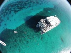 Custom Power Cat 31M 2