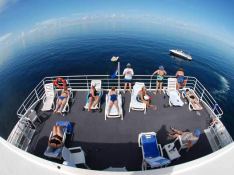 Custom Power Cat 31M 5