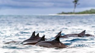 S.Y SEA PEARL   Schooner SCS 35M Exterior 10