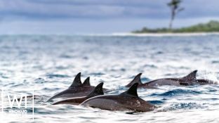 S.Y SEA PEARL   Schooner SCS 35M Exterior 10