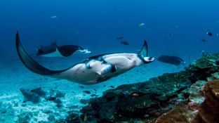 SCUBA SPA   Motoryacht 50M Interior 18