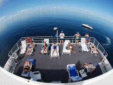 Aqua Cat   Power Cat 31M Interior 6