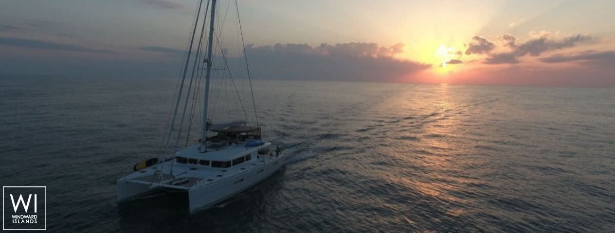 
																TIGER LILY 																 1