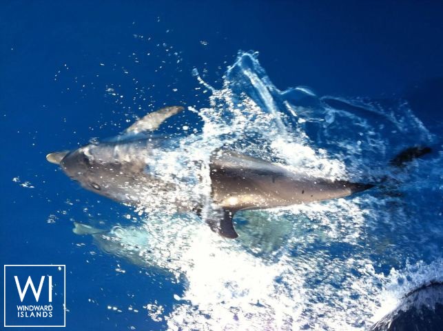 
																ALISSA																 6