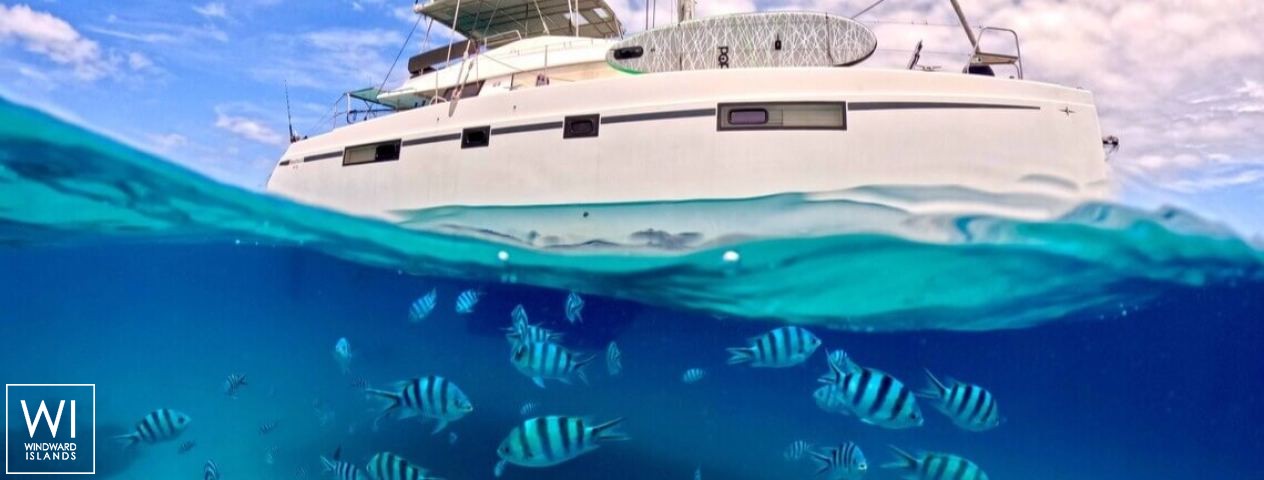 
																Papillon																 5