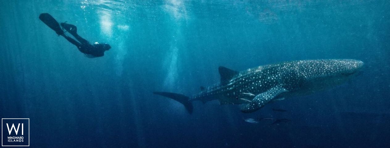 
																KUDANIL 																 3