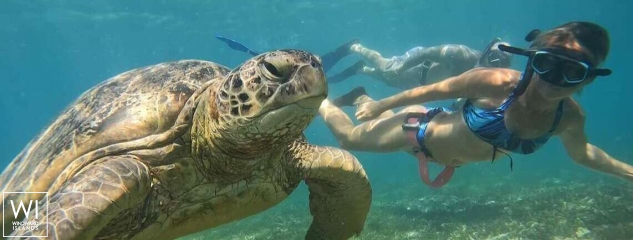 
																Liquid Coconut																 5