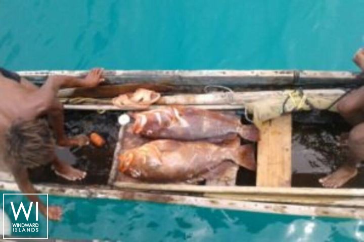 
																NIKITA																 5