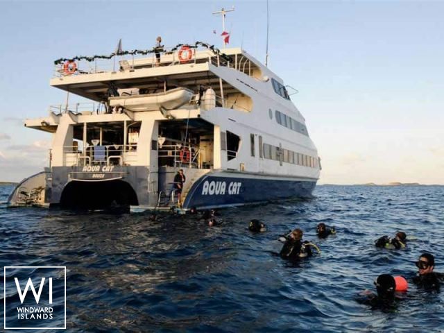 
																Aqua Cat																 1