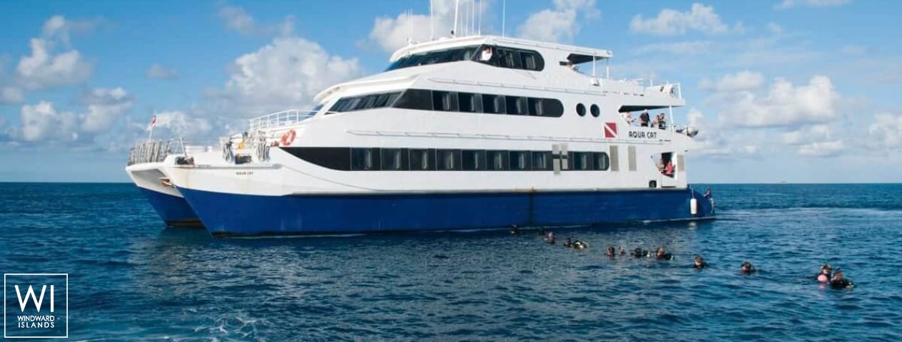 
																Aqua Cat																 4