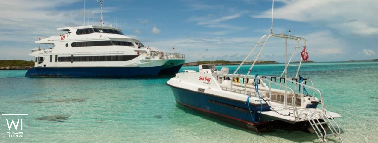 
																Aqua Cat																 6