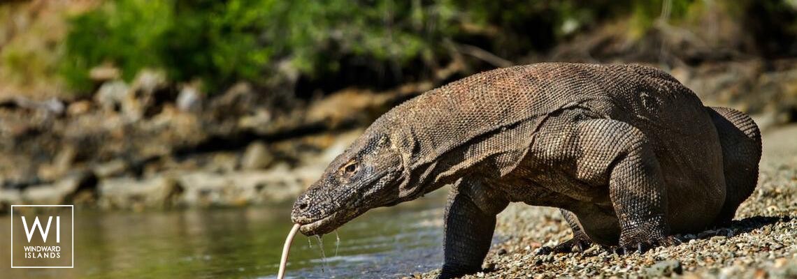 Komodo Boat Charter